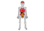 Skeleton Man-Hombre Esqueleto - From Edu-Fun