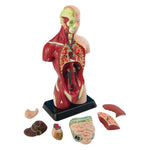 Anatomy Set With Stand