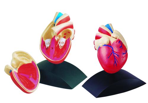 Heart Model - From Edu-Fun